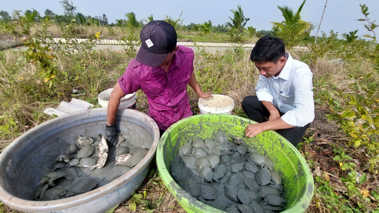 Kiên Giang: Giá ba ba thương phẩm tăng kỷ lục - Ảnh 1. Kiên Giang: Giá ba ba thương phẩm tăng kỷ lục - Ảnh 1.