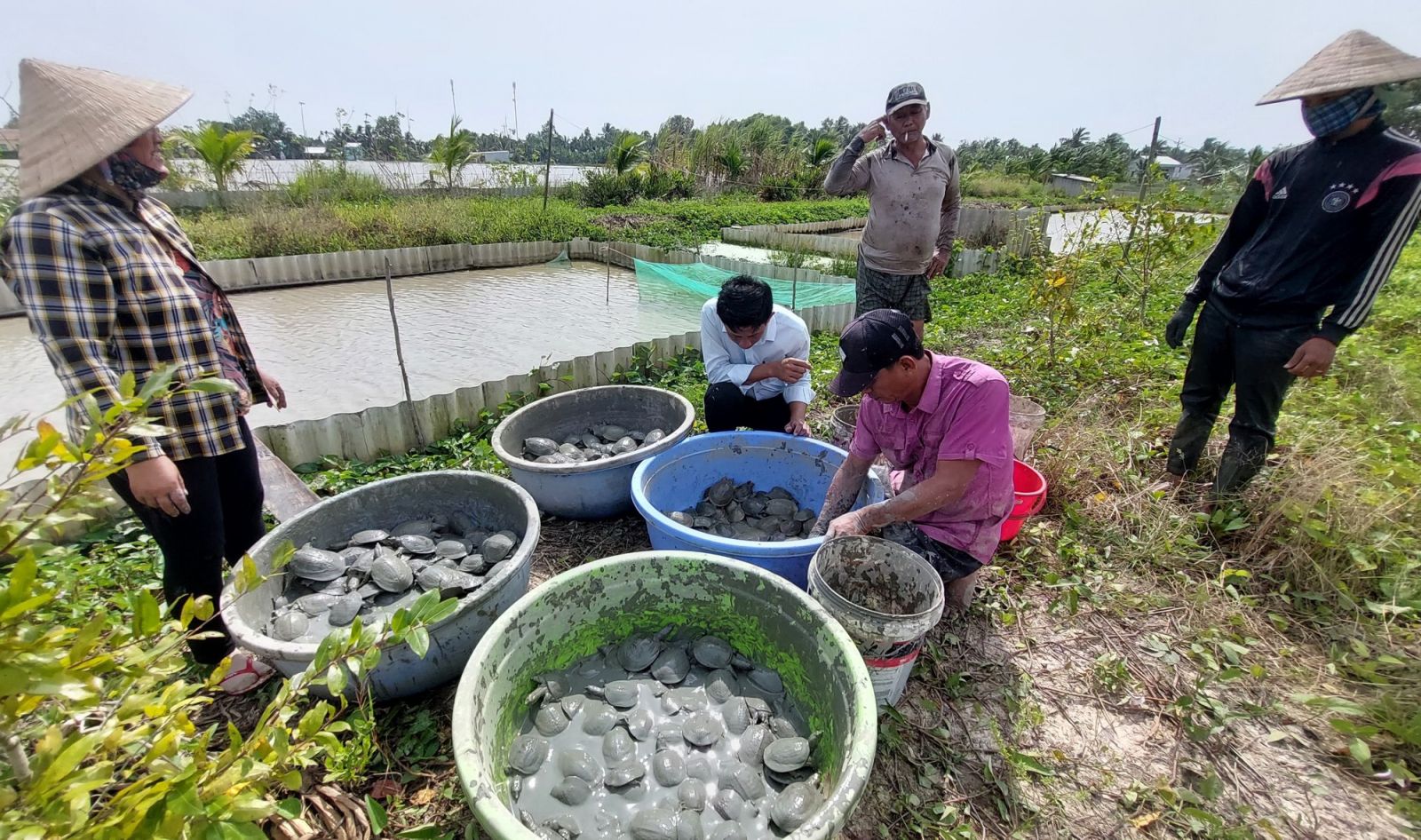 Kiên Giang: Giá ba ba thương phẩm tăng kỷ lục - Ảnh 2. Kiên Giang: Giá ba ba thương phẩm tăng kỷ lục - Ảnh 2.