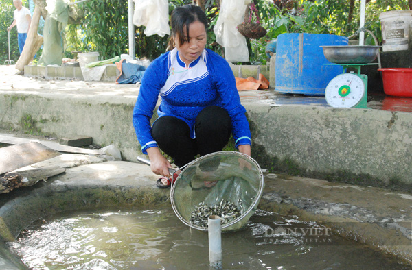 Nữ nông dân giỏi người dân tộc Giáy chia sẻ cách thuần phục loài cá đặc sản thu 1,6 tỷ đồng/năm - Ảnh 3. Nữ nông dân giỏi người dân tộc Giáy chia sẻ cách thuần phục loài cá đặc sản thu 1,6 tỷ đồng/năm - Ảnh 3.