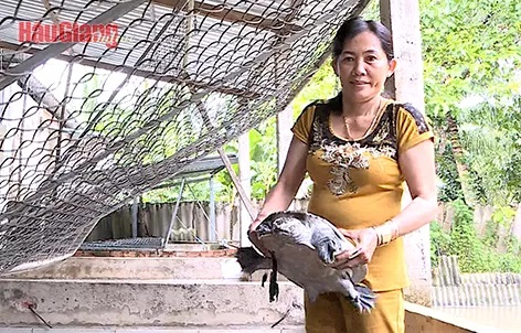 Đây là hai loài bò sát nuôi lấy thịt đang tăng giá mạnh ở Hậu Giang, nông dân không có đủ để bán - Ảnh 1.
