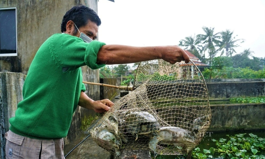 Nuôi con da trơn, vừa nhút nhát vừa hung dữ, nông dân xứ Quảng đổi đời - Ảnh 1.