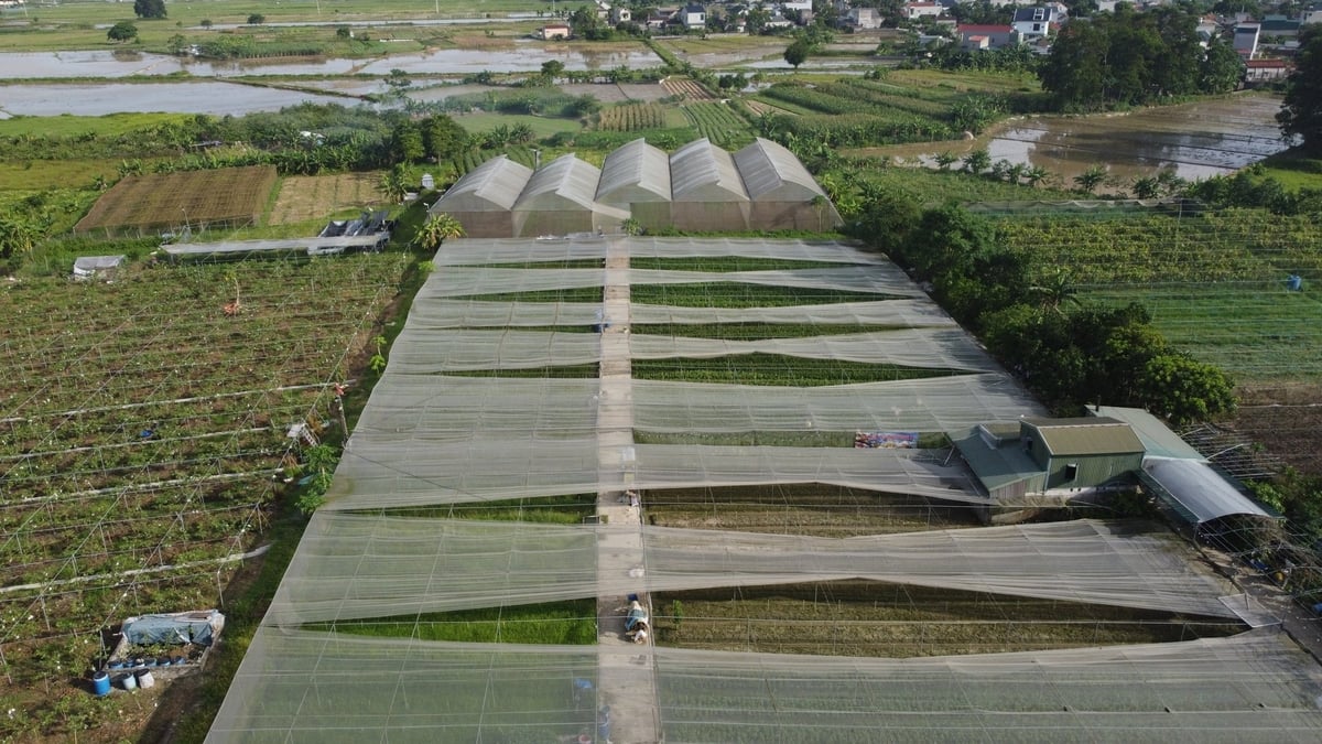 Chị Hiền đầu tư làm nông nghiệp tập trung, áp dụng tiến bộ khoa học kĩ thuật vào đồng ruộng để nâng cao hiệu quả kinh tế. Ảnh: Thanh Tâm.
