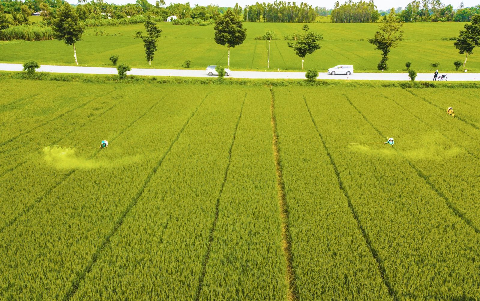 Nông dân bán lúa non trước "bão" giá lúa tăng: Cần mức giá hợp lý cho cả bên bán và bên mua (Bài 3) - Ảnh 2.