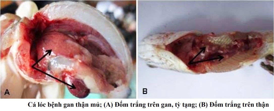 Bệnh cá lóc