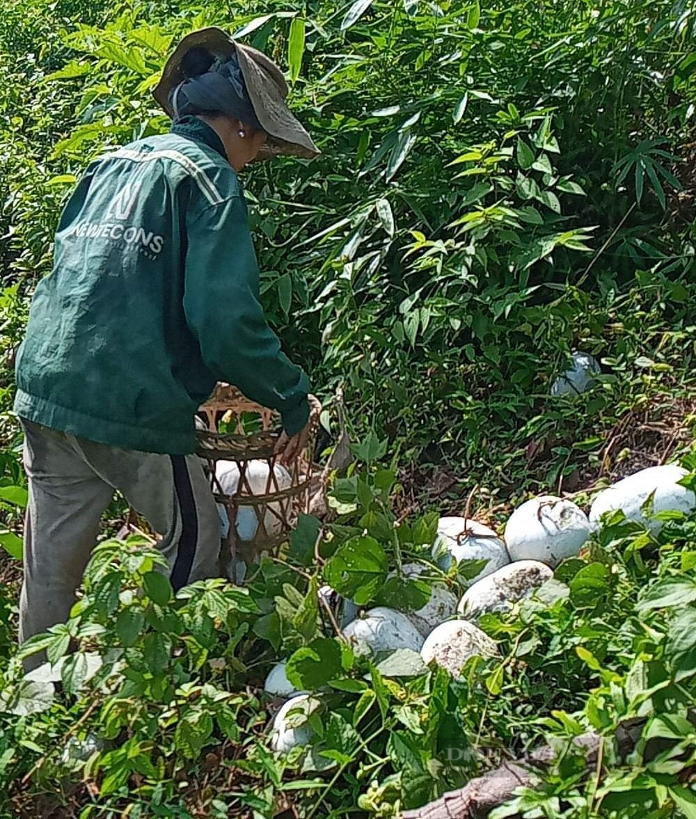 Hàng trăm tấn bí xanh thu hoạch xong nằm lăn lóc không ai mua, nông dân huyện nghèo rớm nước mắt - Ảnh 2. Hàng trăm tấn bí xanh thu hoạch xong nằm lăn lóc không ai mua, nông dân huyện nghèo rớm nước mắt - Ảnh 2.