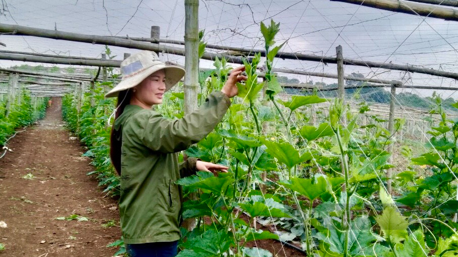 Trồng loại cây leo, quả màu xanh, dài gần 1 mét, nông dân Sơn La có thu nhập khá - Ảnh 5.