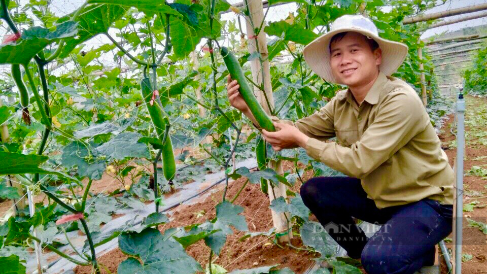 Trồng loại cây leo, quả màu xanh, dài gần 1 mét, nông dân Sơn La có thu nhập khá - Ảnh 2.