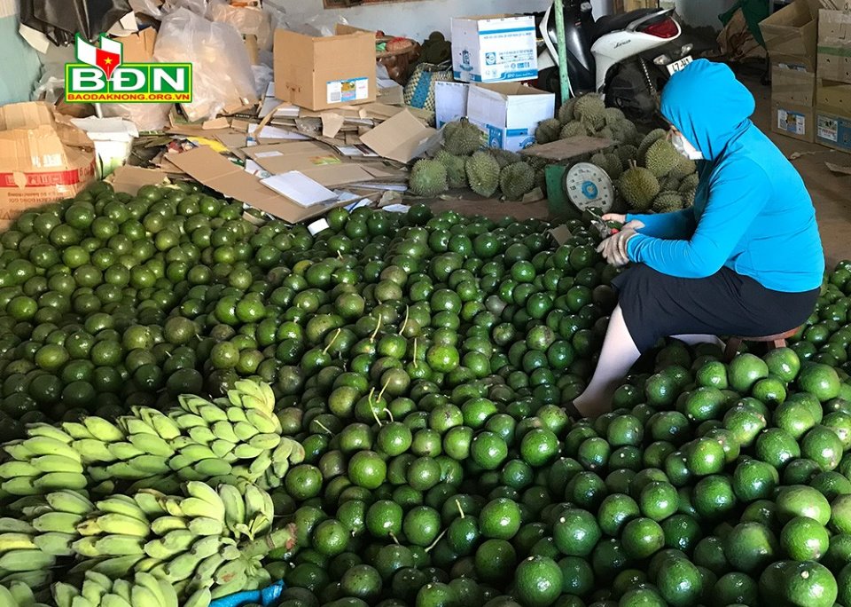 Diện tích trồng bơ tăng gấp 4 lần, nhưng nông dân Đắk Nông phải "tự bơi", quên đi lời hứa năm nào - Ảnh 6.
