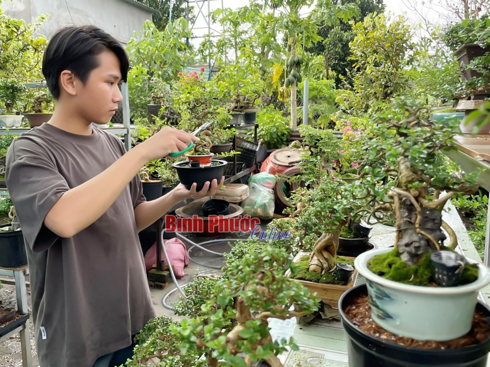 Hotboy Bình Phước sở hữu 1.000 chậu bonsai mini, làm chơi mà mỗi tháng thu 30 - 40 triệu đồng - Ảnh 1. Hotboy Bình Phước sở hữu 1.000 chậu bonsai mini, làm chơi mà mỗi tháng thu 30 - 40 triệu đồng - Ảnh 1.