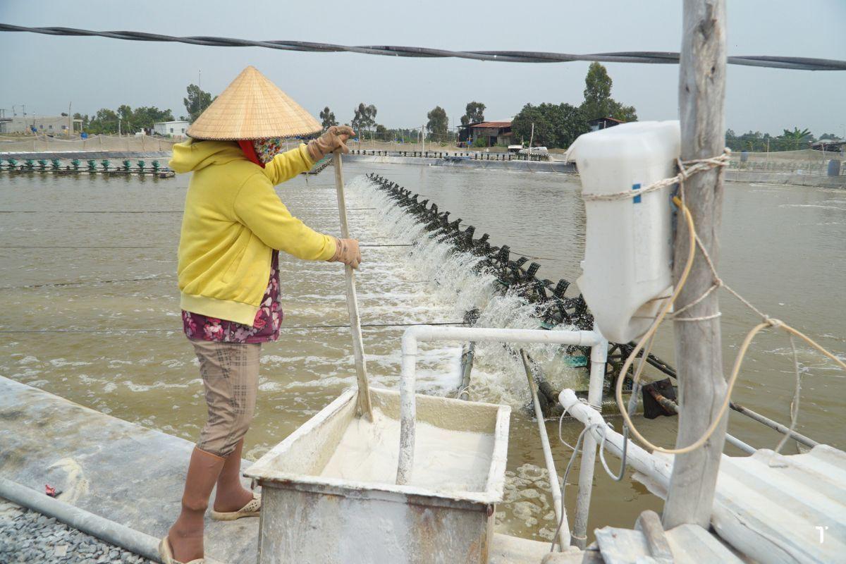 Quá trình bón vôi ngày mưa cho ao tôm