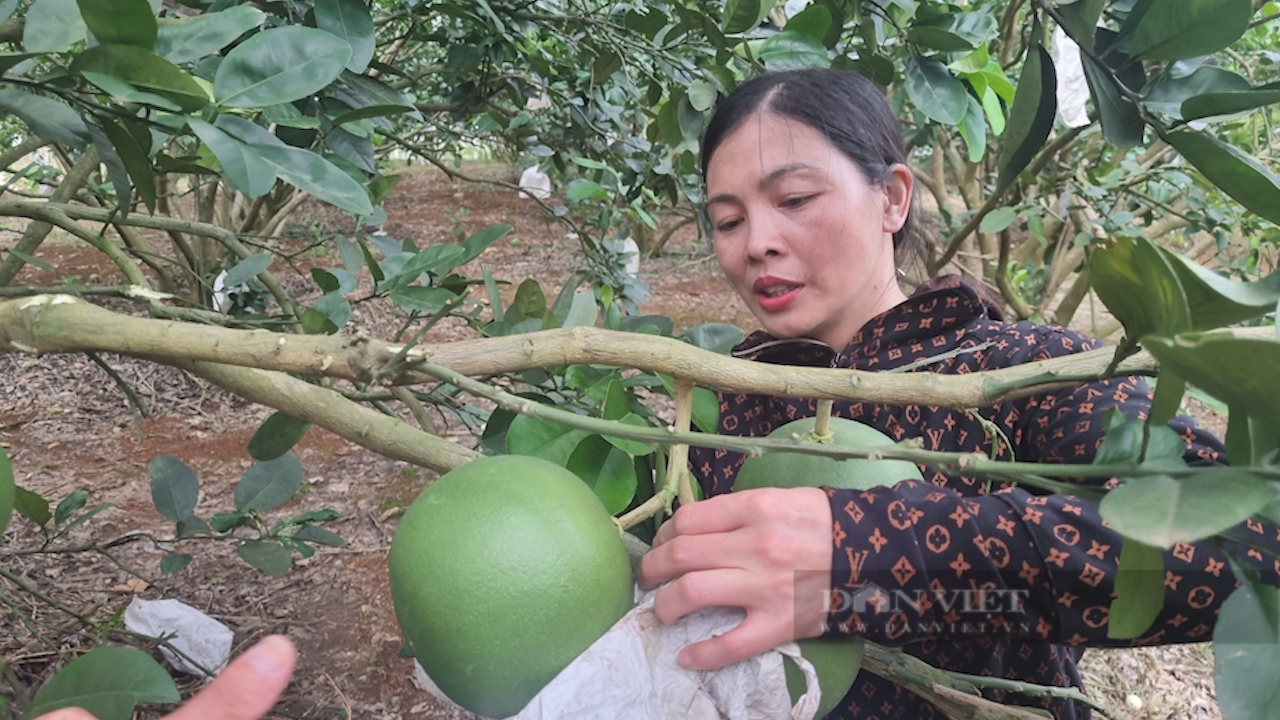 Nông dân Sơn La hé lộ bí quyết trồng bưởi da xanh trên đất đồi cho thu nửa tỷ mỗi năm - Ảnh 2. Nông dân Sơn La hé lộ bí quyết trồng bưởi da xanh trên đất đồi cho thu nửa tỷ mỗi năm - Ảnh 2.