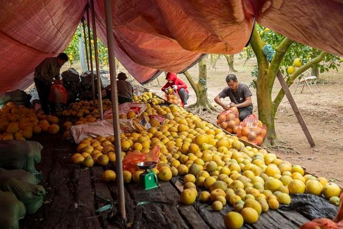 "Vương quốc" bưởi Diễn rộn ràng mùa thu hoạch bán Tết: Chủ vườn thu về tiền tỷ, ai ai cũng vui mừng - Ảnh 1.