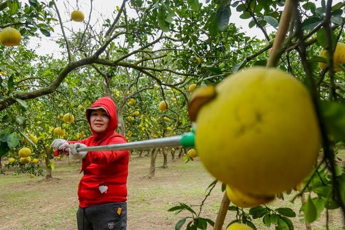 "Vương quốc" bưởi Diễn rộn ràng mùa thu hoạch bán Tết: Chủ vườn thu về tiền tỷ, ai ai cũng vui mừng - Ảnh 7.