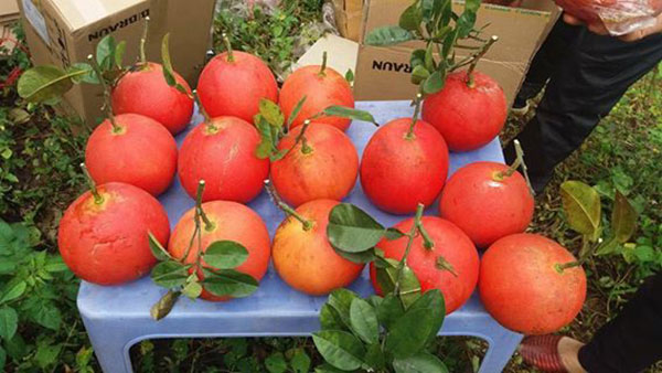 4 loại quả cứ đến Tết lại đắt hàng, có loại cả triệu đồng/quả - Ảnh 2.