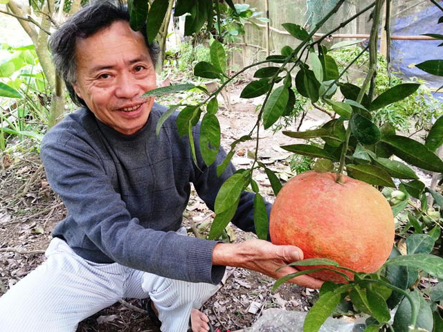 4 loại quả cứ đến Tết lại đắt hàng, có loại cả triệu đồng/quả - Ảnh 3.