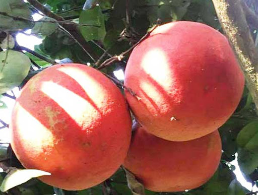 4 loại quả cứ đến Tết lại đắt hàng, có loại cả triệu đồng/quả - Ảnh 4.