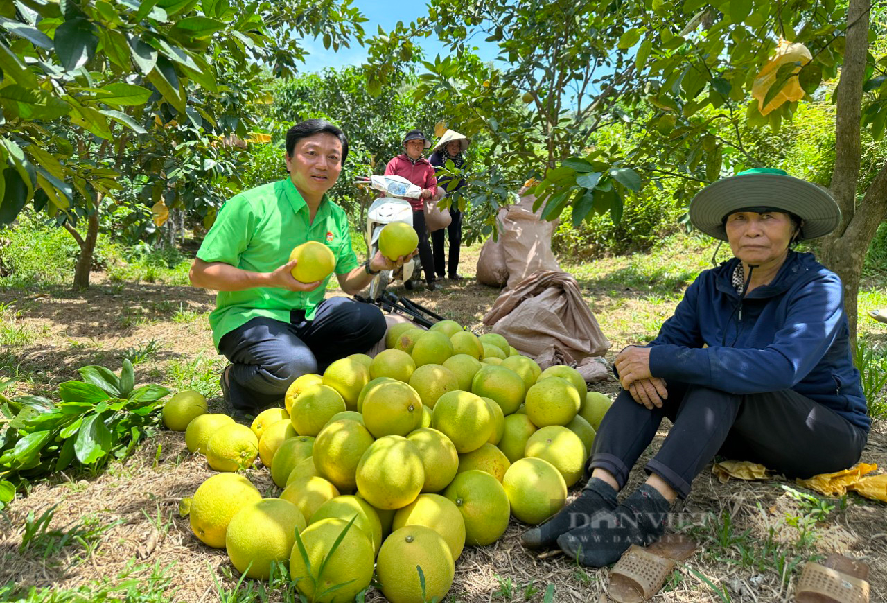 Hà Tĩnh: “Thủ phủ” bưởi Phúc Trạch nhộn nhịp vào vụ thu hoạch, nông dân phấn khởi bán được giá cao - Ảnh 3.