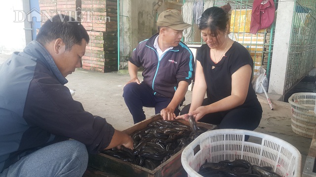 Vùng Nghĩa Hưng (Nam Định) nuôi loại cá đặc sản này, dân ít ăn nhưng thương lái Trung Quốc tranh nhau mua - Ảnh 3.