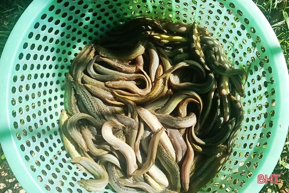 Loài cá có thịt thơm ngon, xương mềm như sụn, có giá trị dinh dưỡng cao, dễ nuôi mà thu lãi lớn - Ảnh 2.