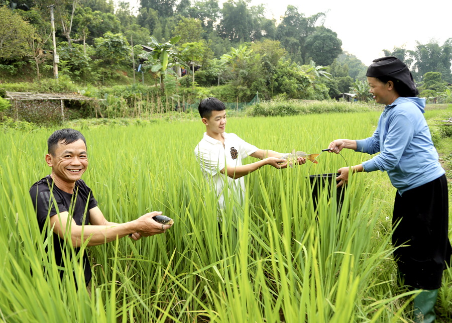 Bắt vô số cá chép ruộng lúa ở Hà Giang, con nào cũng tươi roi rói, bé thôi mà nhiều người muốn mua - Ảnh 1.