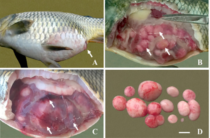 Cá chép bị u nang