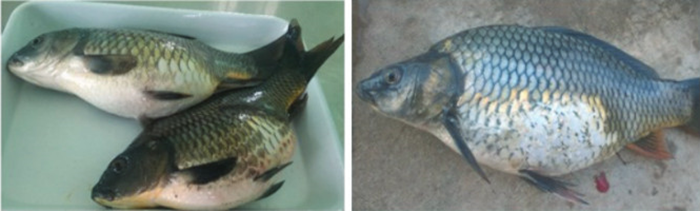 Cá chép bị bệnh