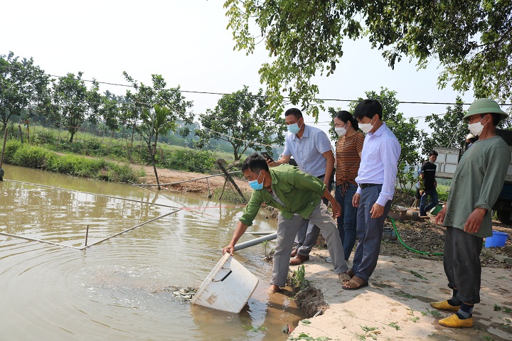 Nuôi cá trong ruộng lúa, cho ăn sâu bọ cá nhanh lớn, 1 huyện hỗ trợ nông dân 45.000 con cá chép giống - Ảnh 4.
