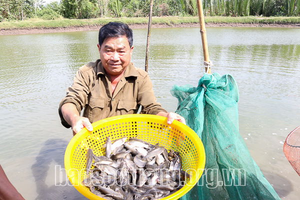 Nuôi thứ cá đặc sản này trong ao tôm, nông dân Sóc Trăng bất ngờ là con nào cũng "vui, khỏe" - Ảnh 1.
