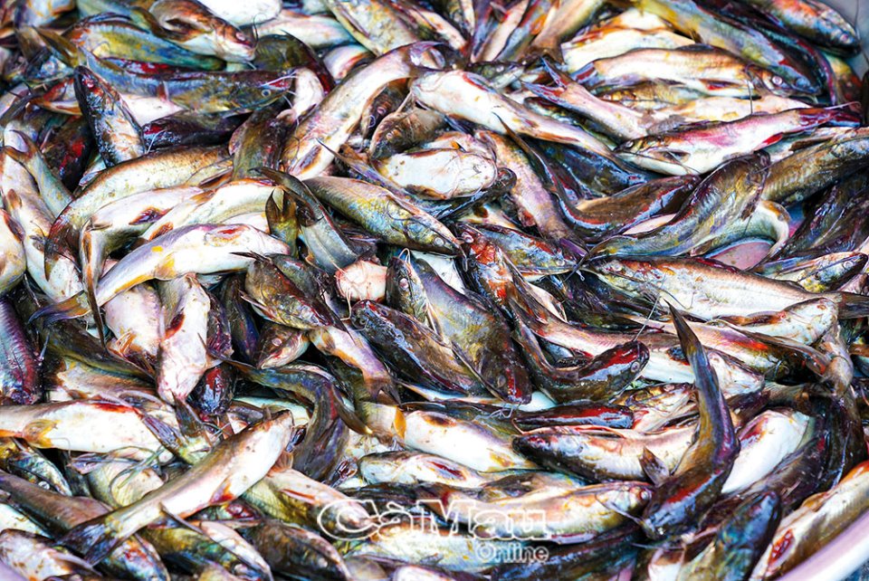 Trời mưa đi bắt cá chốt trứng ở Cà Mau về nấu canh lá me non, sao ăn mấy bữa liền vẫn thòm thèm? - Ảnh 2.