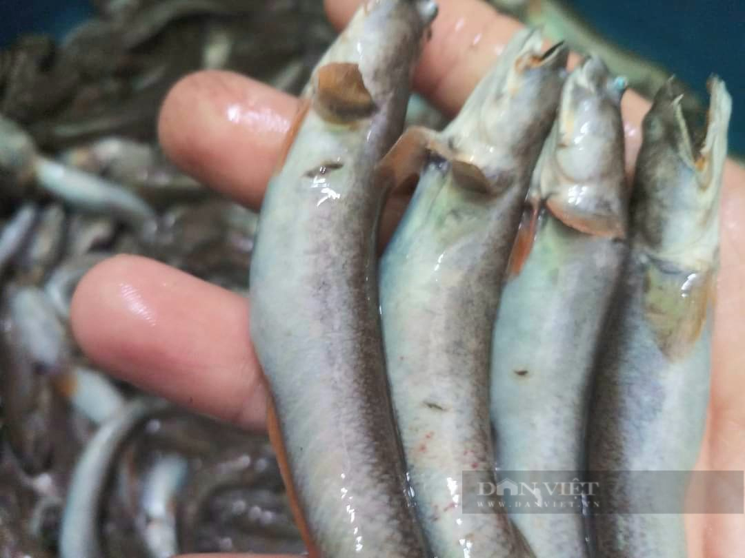Câu cá kỳ lạ nhất quả đất, 5 tiếng bỏ túi nửa triệu đồng - Ảnh 6. Câu cá kỳ lạ nhất quả đất, 5 tiếng bỏ túi nửa triệu đồng - Ảnh 6.