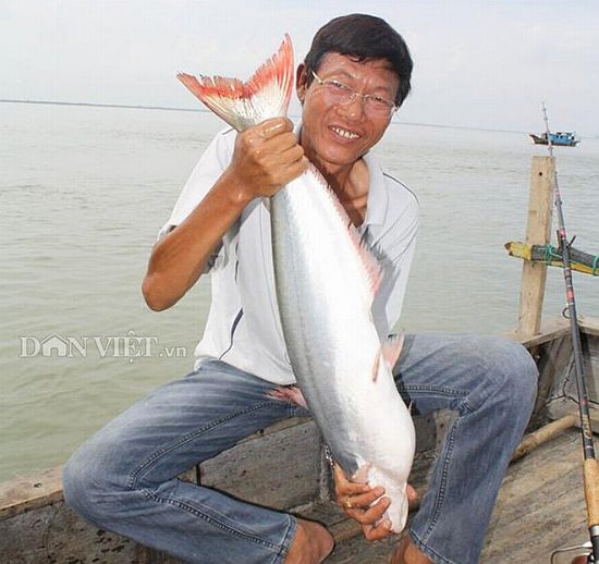 Một loài cá ngon ở Cà Mau sao lại gọi tên là cá dứa, tới mùa kéo hàng đàn tranh ăn trái mắm? - Ảnh 2. Một loài cá ngon ở Cà Mau sao lại gọi tên là cá dứa, tới mùa kéo hàng đàn tranh ăn trái mắm? - Ảnh 2.