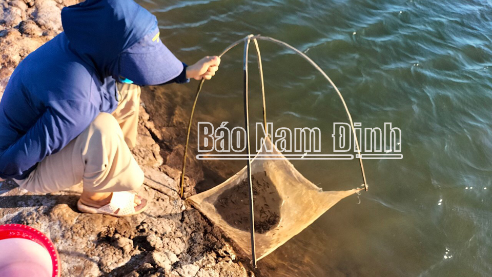 Một nông dân Nam Định xuất bán 300 tấn cá bống bớp, bán sang cả thị trường Trung Quốc, Hồng Kông - Ảnh 1.