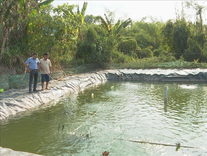 Bỏ phố về quê đào ao rót 600 triệu xuống nuôi thứ cá đẹp như cá cảnh, lãi hàng trăm triệu/năm - Ảnh 1.