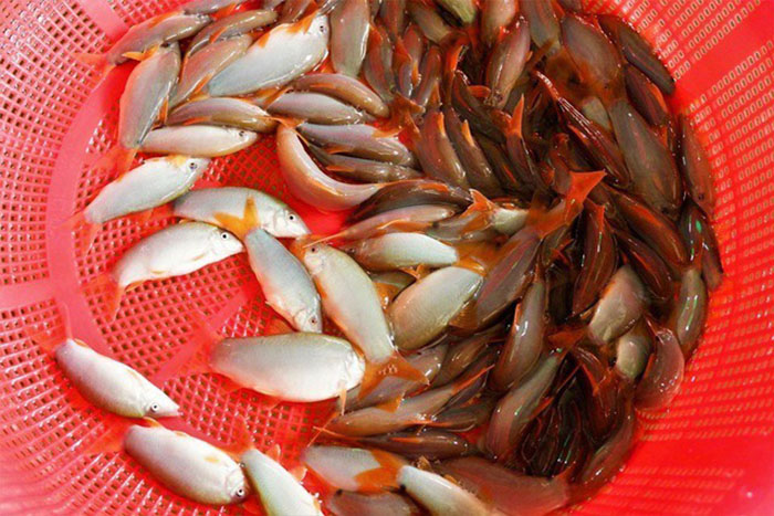 Nhờ nghề nuôi cá heo đuôi đỏ mà nhiều nông dân ở An Giang giàu lên.
