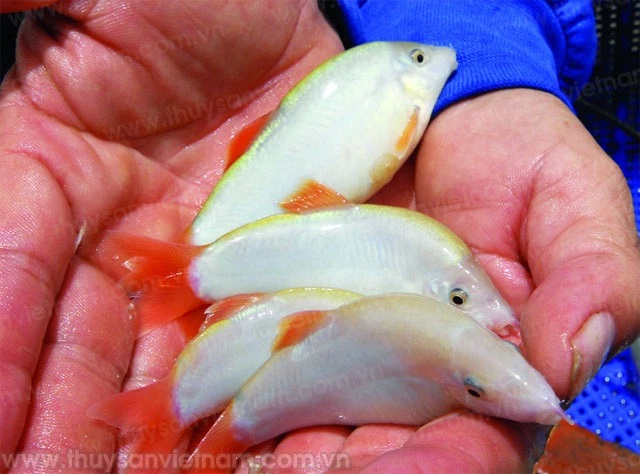 Cá heo nước ngọt
