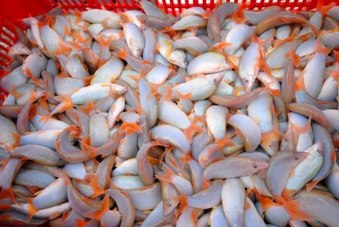 Cá heo nước ngọt