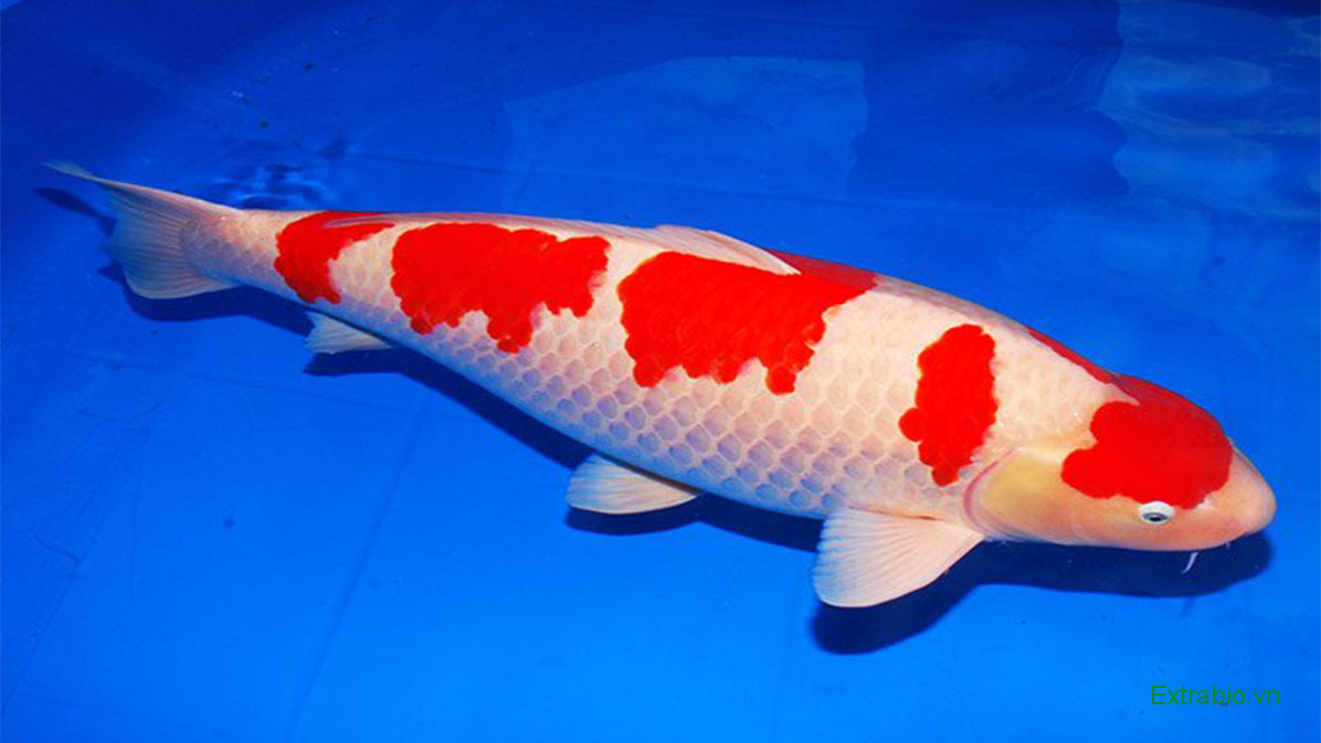 5 con cá Koi đắt nhất thế giới: Con cá Koi nào xứng danh "Vua của các loài cá Koi"? - Ảnh 4.