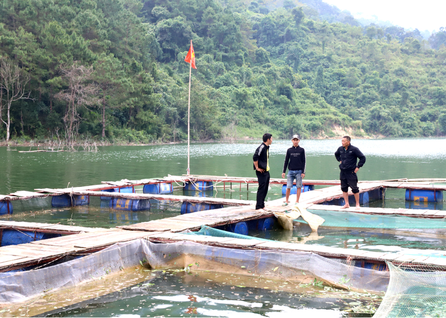 Một người Hà Giang "rót" 500 triệu xuống hồ thủy điện sông Chảy để nuôi loài cá đặc sản - Ảnh 1.