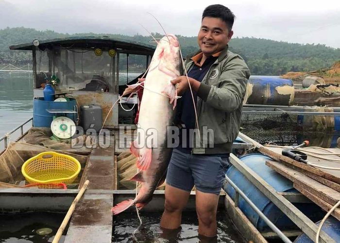 Nuôi những con "thủy quái" khổng lồ này, nông dân một nơi ở Hòa Bình bê nặng lặc lè mà đổi đời - Ảnh 1.