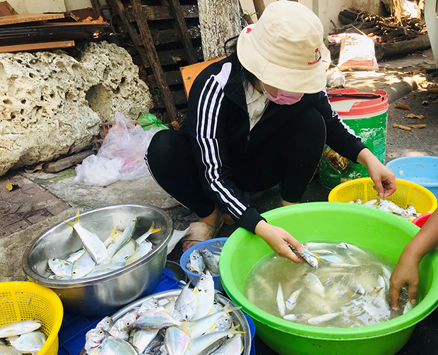 Đây là 2 loài cá đang có nhiều ở biển Bình Định, dân ra đánh bắt, có bao nhiêu thương lái khuân hết sạch - Ảnh 1. Đây là 2 loài cá đang có nhiều ở biển Bình Định, dân ra đánh bắt, có bao nhiêu thương lái khuân hết sạch - Ảnh 1.