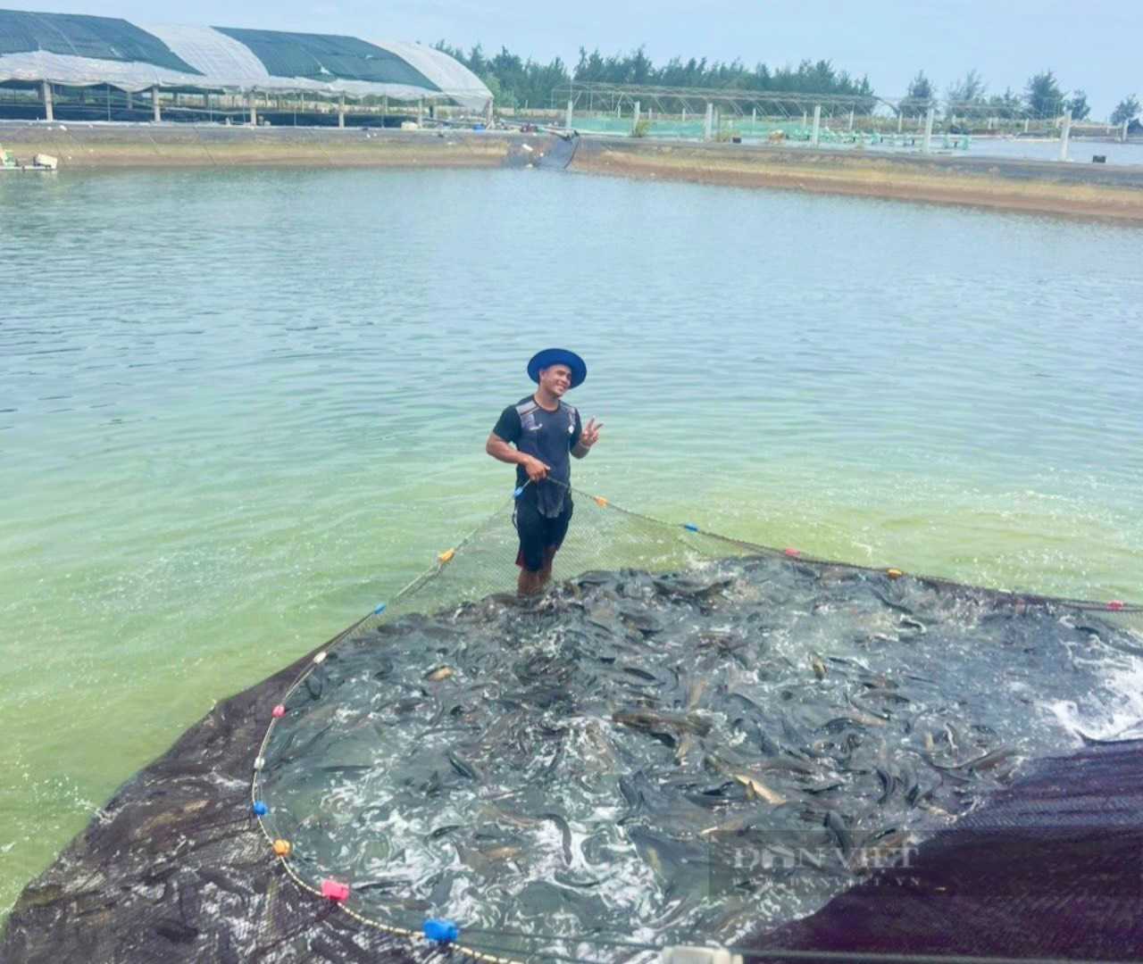 Quảng Bình: Nông dân nuôi cá lóc trong hồ tôm đến khi thu hoạch vớt lên toàn con to bự, thu tiền tỷ - Ảnh 4. Quảng Bình: Nông dân nuôi cá lóc trong hồ tôm đến khi thu hoạch vớt lên toàn con to bự, thu tiền tỷ - Ảnh 4.