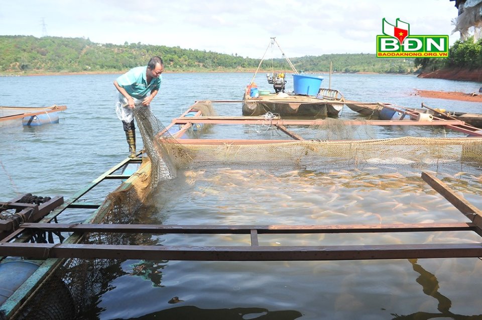 Dưới ao, trên hồ ở Đắk Nông loại cá trắm cỏ, cá diêu hồng đếm không xuể, vựa thu gom nói câu bất ngờ - Ảnh 2. Dưới ao, trên hồ ở Đắk Nông loại cá trắm cỏ, cá diêu hồng đếm không xuể, vựa thu gom nói câu bất ngờ - Ảnh 2.