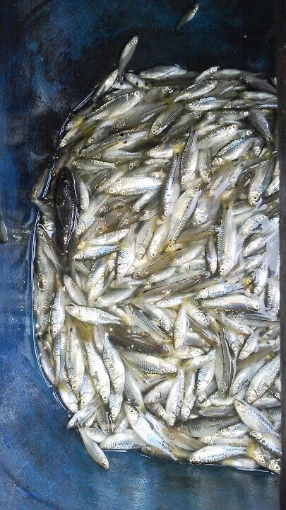 Thứ cá bé tí bơi hàng đàn ngoài sông Hậu, câu dễ như ăn kẹo, làm món gì ngửi mùi bụng cũng sôi ục ục - Ảnh 2.