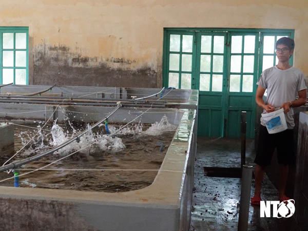 Ninh Thuận: Nuôi cá mú Trân Châu trong bể xi măng, bán 130.000-140.000 đồng/kg - Ảnh 1.