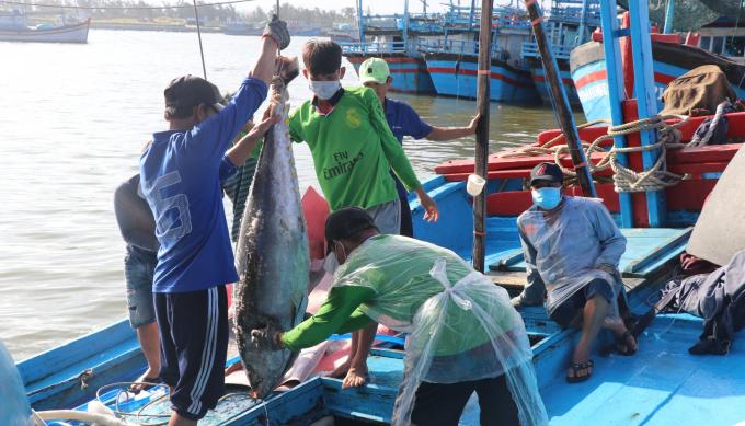 Phú Yên là cái nôi sinh ra nghề câu cá ngừ đại dương ở Việt Nam. Ảnh: KS.
