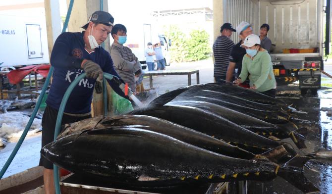 Thu mua cá ngừ đại dương tại cảng Đông Tác, TP Tuy Hòa. Ảnh: KS.