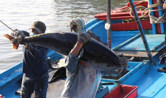 Tỉnh Phú Yên hy vọng sẽ có phiên chợ đấu giá cá ngừ. Ảnh: KS.