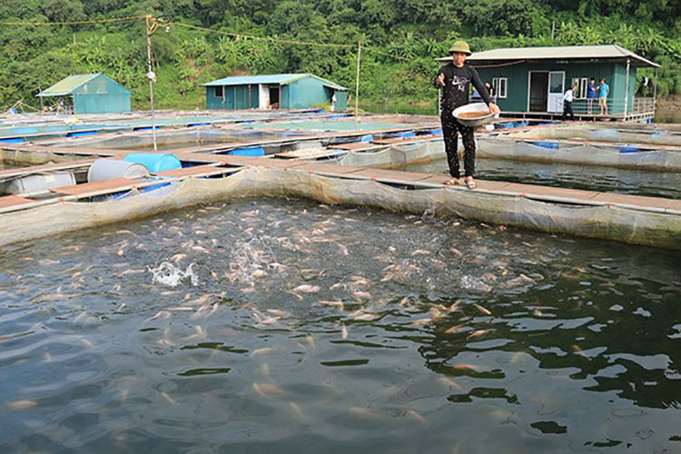 Cá nuôi thủy điện