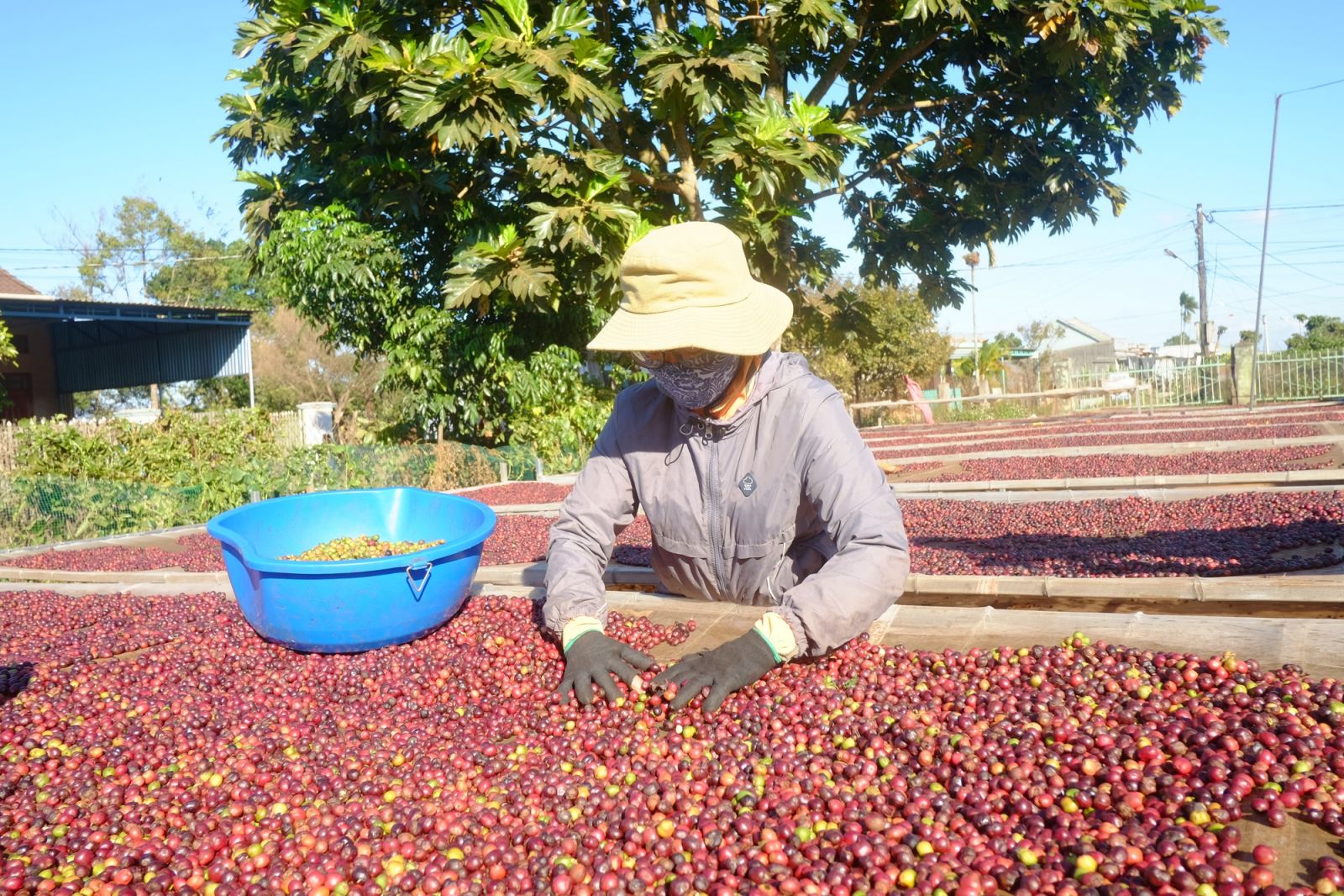 Xuất hiện thông tin sản lượng tồn kho toàn cầu giảm, giá cà phê lập tức tăng mạnh - Ảnh 1.