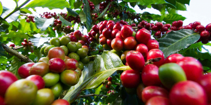 Giá xuất khẩu bình quân cà phê trong tháng 9 lên mức cao nhất gần 4 năm qua. Ảnh: TL.